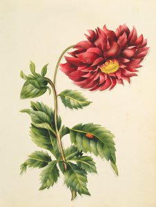 Çiçeklerden Krizantem, İngiliz Botanik El Yazması, c.1840 (wc)